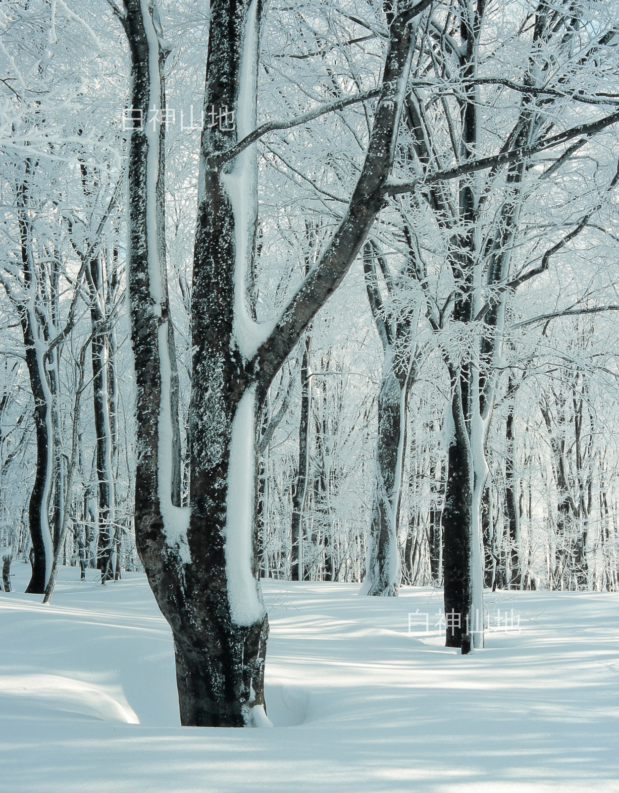 冬の世界自然遺産「白神山地」　日が差している氷結したブナ林　縦　1月　p6sf006