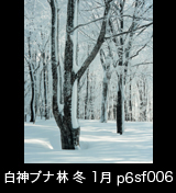 冬の世界自然遺産「白神山地」　日が差している氷結したブナ林　縦　1月　p6sf006