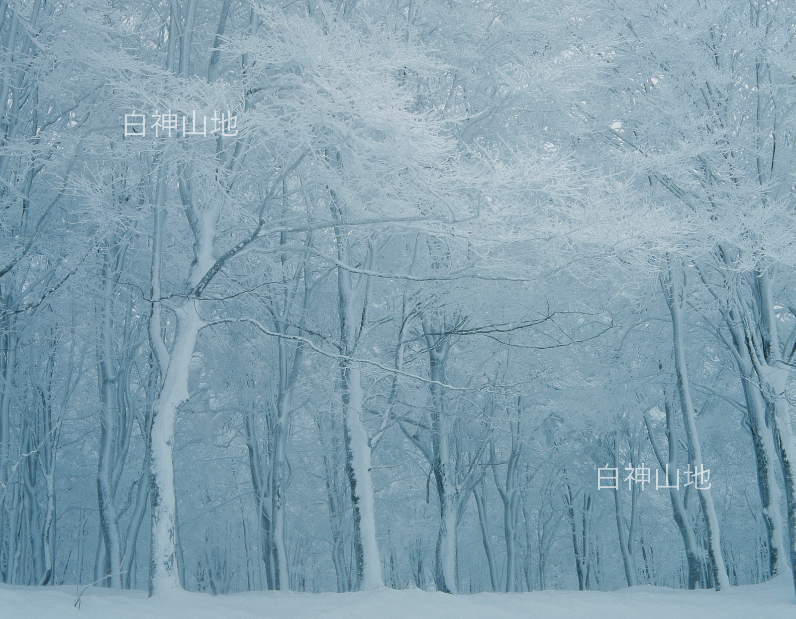 冬の世界自然遺産「白神山地」氷結したブナの木ブナ林　1月　p6sf007