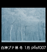 冬の世界自然遺産「白神山地」氷結したブナの木ブナ林　1月　p6sf007