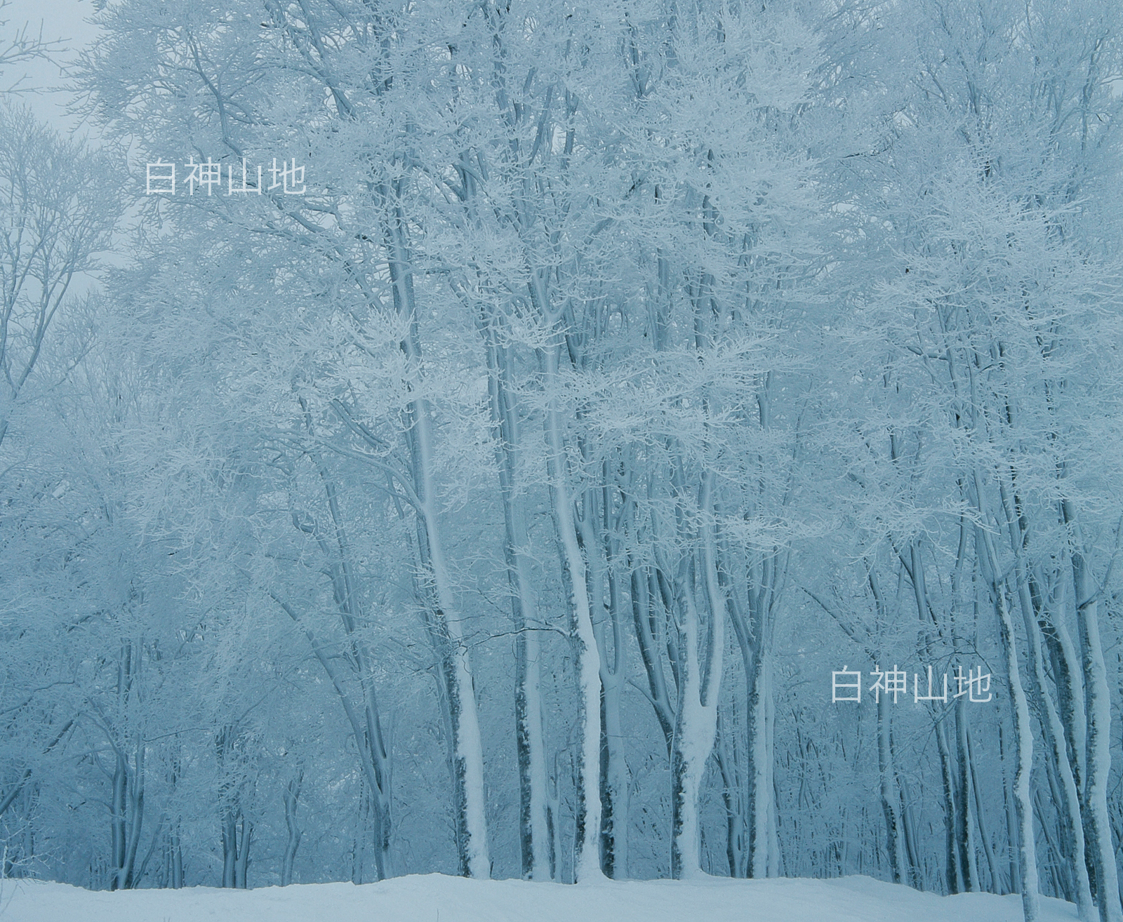 冬の世界自然遺産「白神山地」氷結したブナ林 1月　p6sf008