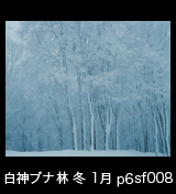 冬の世界自然遺産「白神山地」氷結したブナ林 1月　p6sf008