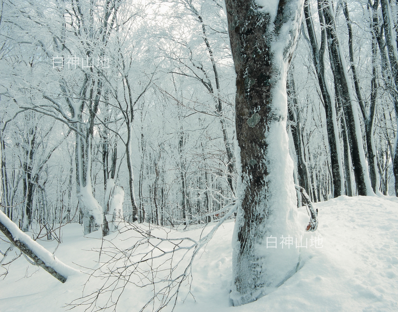 冬の世界自然遺産「白神山地」雪に埋もれたブナの木ブナ林　1月　p6sf009