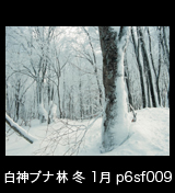 冬の世界自然遺産「白神山地」雪に埋もれたブナの木ブナ林　1月　p6sf009