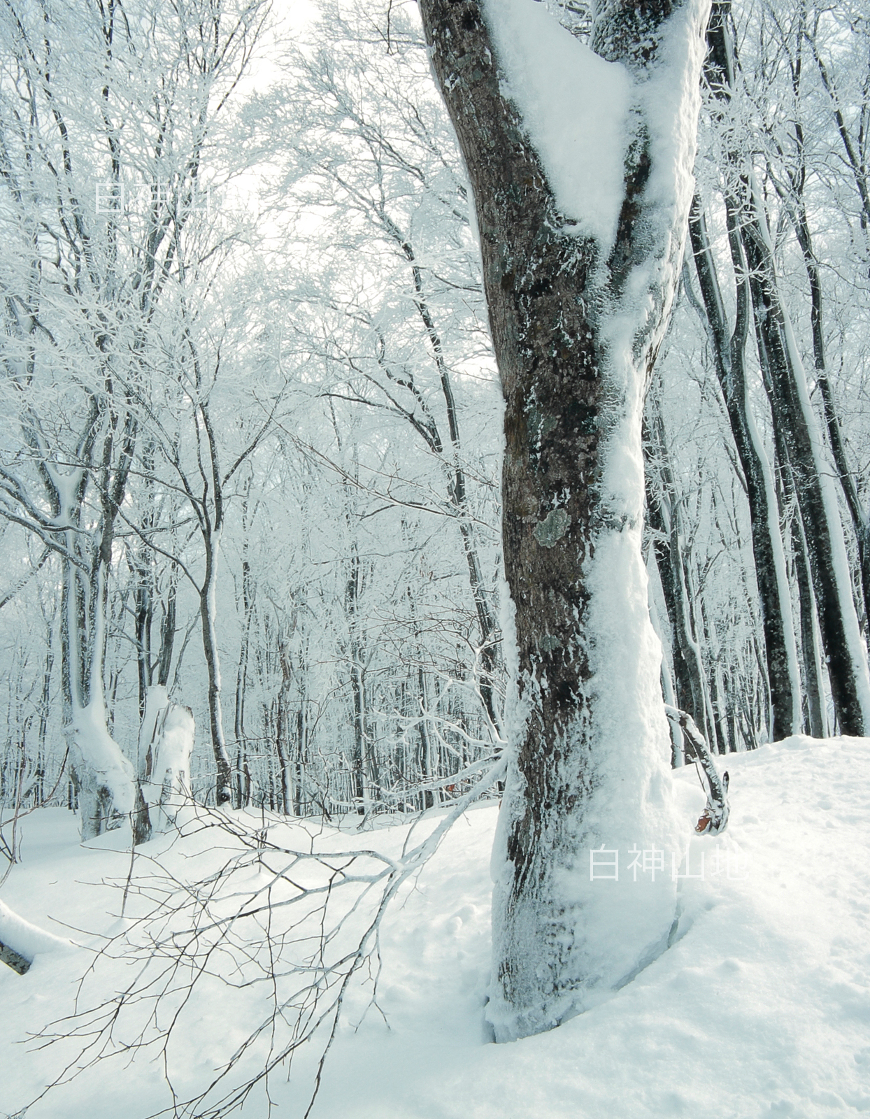 冬の世界自然遺産「白神山地」雪に埋もれたブナの木ブナ林　縦　1月　p6sf010