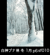 冬の世界自然遺産「白神山地」雪に埋もれたブナの木ブナ林　縦　1月　p6sf010