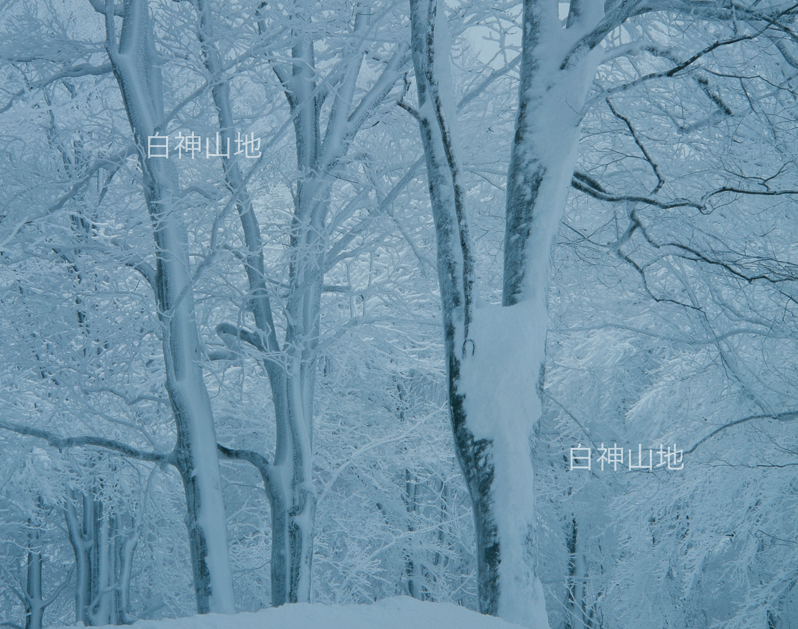 冬の世界自然遺産「白神山地」氷結して雪に埋もれたブナの木ブナ林　1月　p6sf011