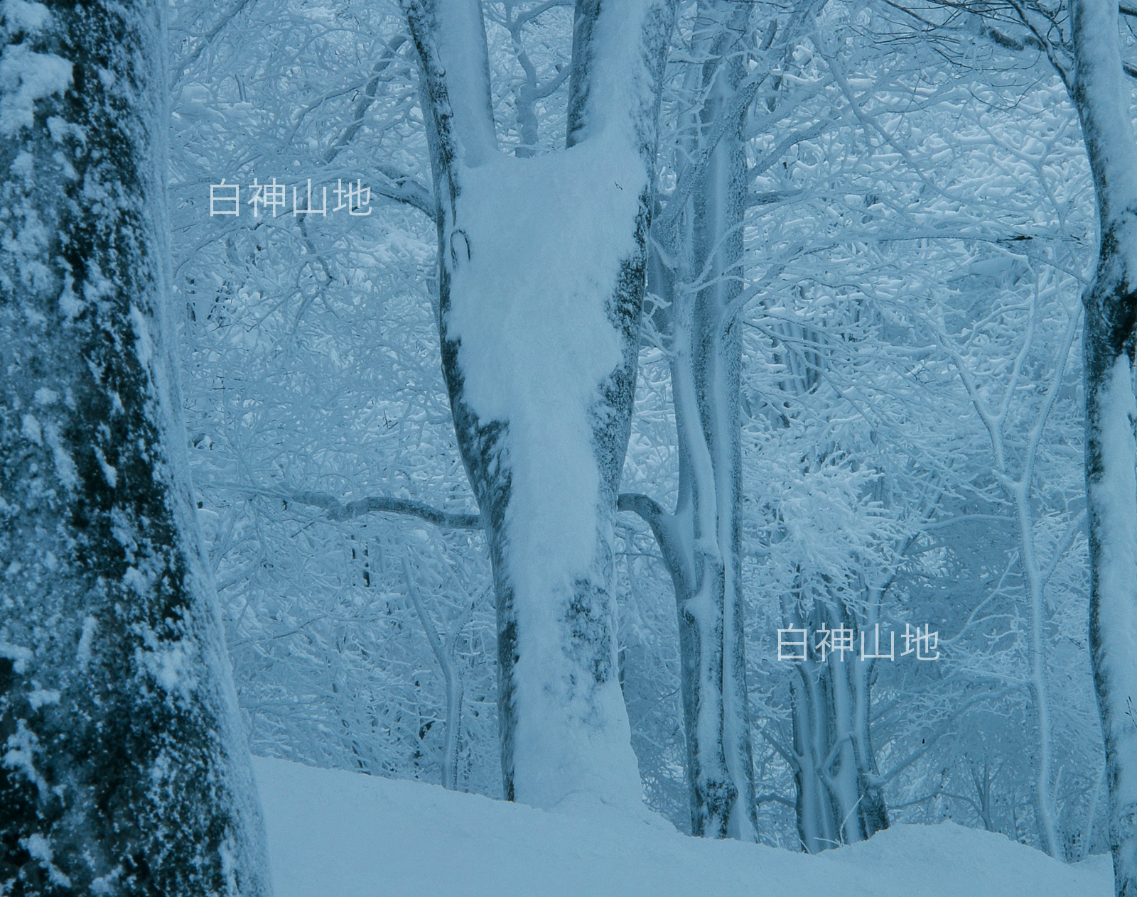 冬の世界自然遺産「白神山地」氷結して雪に埋もれたブナの木ブナ林　1月　p6sf012