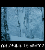 冬の世界自然遺産「白神山地」氷結して雪に埋もれたブナの木ブナ林　1月　p6sf012
