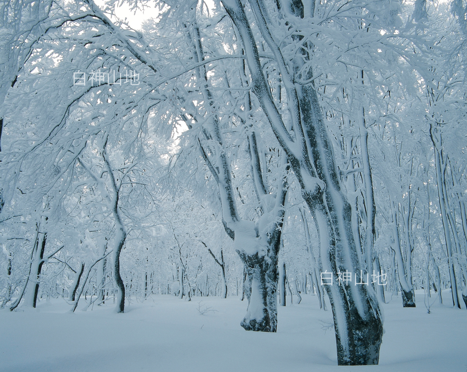 冬の世界自然遺産「白神山地」綿雪をかぶって雪に埋もれたブナの木ブナ林　1月　p6sf013