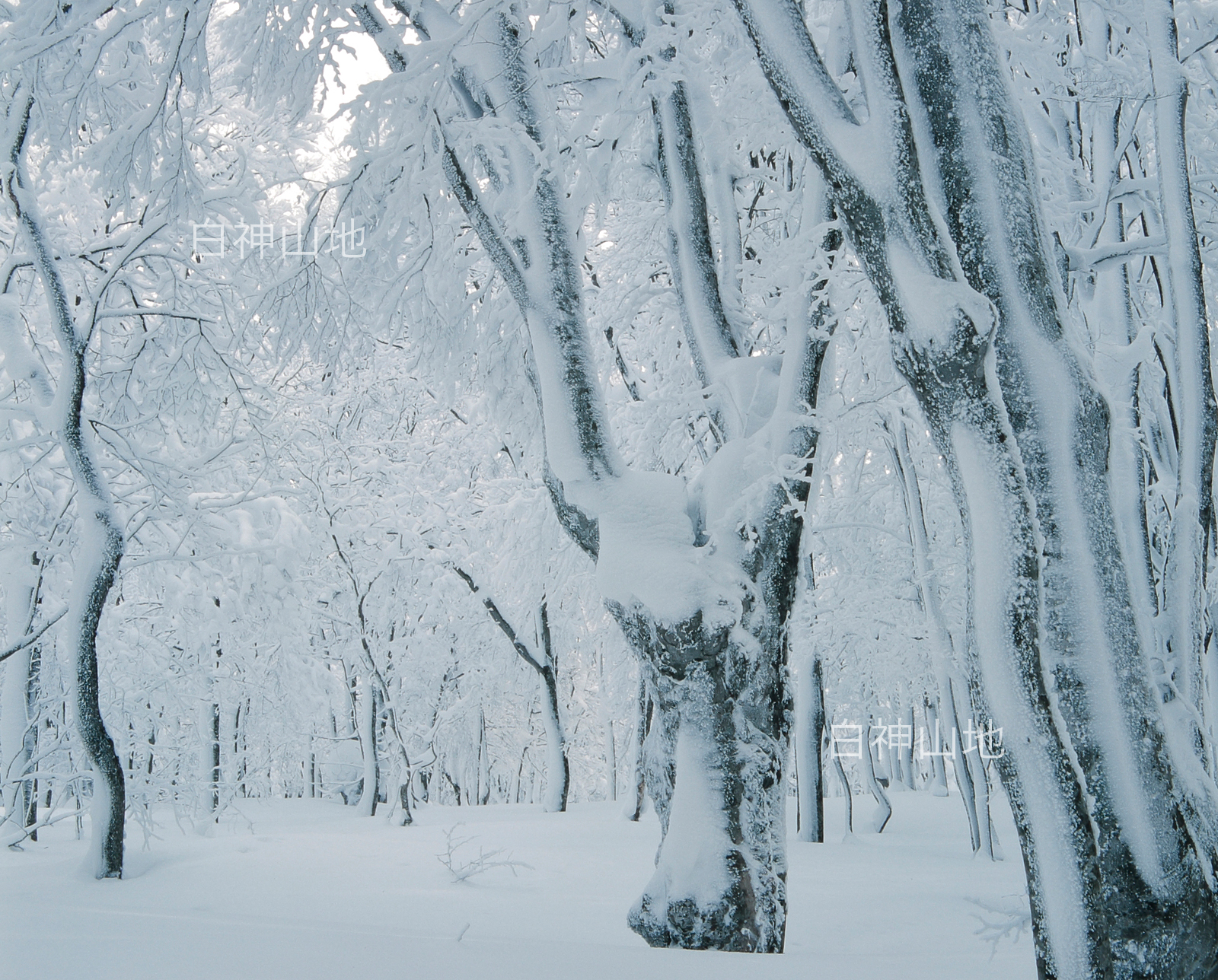 冬の世界自然遺産「白神山地」綿雪をかぶって雪に埋もれたブナの大木　1月　p6sf014