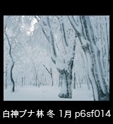冬の世界自然遺産「白神山地」綿雪をかぶって雪に埋もれたブナの大木　1月　p6sf014