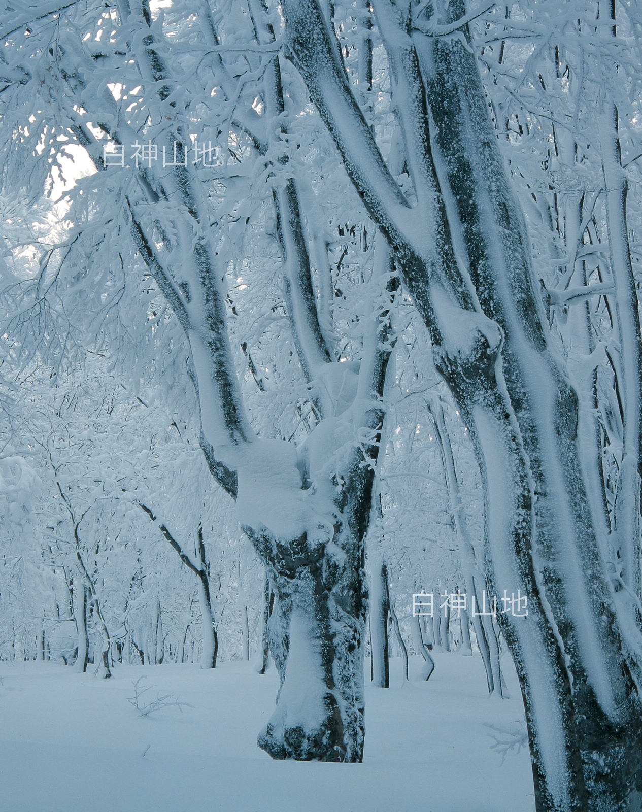 冬の世界自然遺産「白神山地」綿雪をかぶって雪に埋もれたブナの大木　縦　1月　p6sf015
