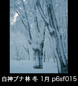 冬の世界自然遺産「白神山地」綿雪をかぶって雪に埋もれたブナの大木　縦　1月　p6sf015