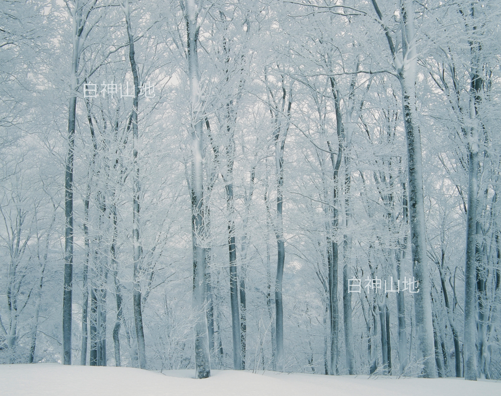冬の世界自然遺産「白神山地」凍てついて氷結したブナの林　1月