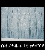 冬の世界自然遺産「白神山地」凍てついて白く氷結したブナの林　1月　p6sf016