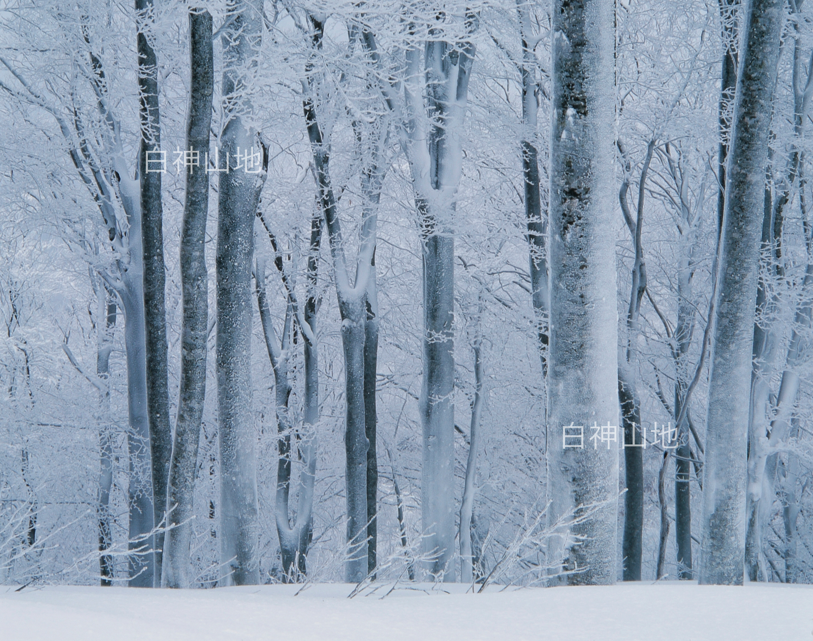 冬の世界自然遺産「白神山地」凍てついて白く氷結したブナの林　1月　p6sf017