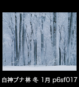 冬の世界自然遺産「白神山地」凍てついて白く氷結したブナの林　1月　p6sf017
