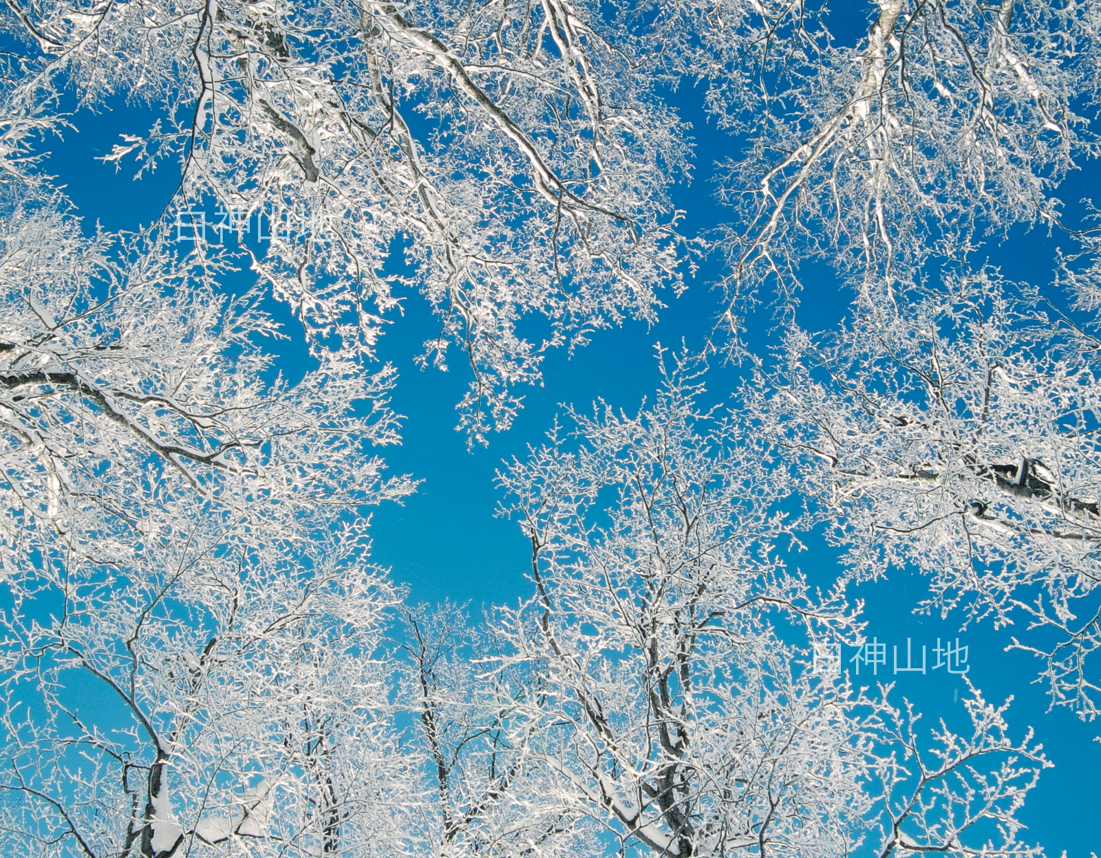 冬の世界自然遺産「白神山地」青空を背景に氷結して真っ白なブナの木　1月　p6sf018