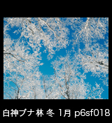 冬の世界自然遺産「白神山地」青空を背景に氷結して真っ白なブナの木　1月　p6sf018