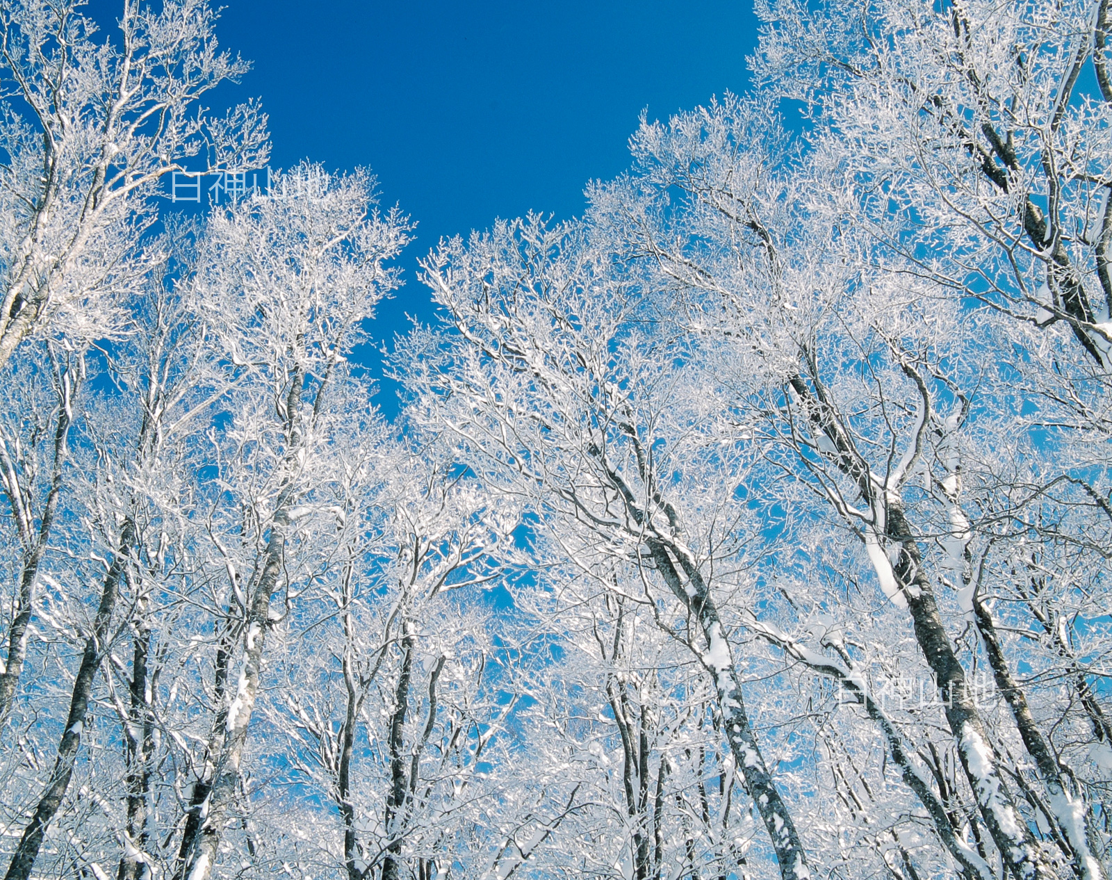 冬の世界自然遺産「白神山地」青空を背景に氷結して真っ白なブナの林　1月　p6sf019