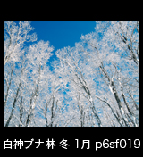冬の世界自然遺産「白神山地」青空を背景に氷結して真っ白なブナの林　1月　p6sf019
