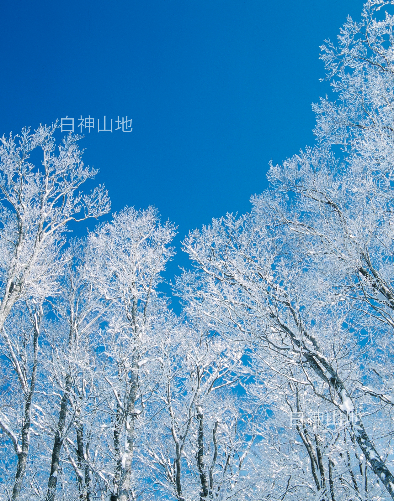 冬の世界自然遺産「白神山地」青空を背景に氷結して真っ白なブナの林　縦　1月　p6sf020