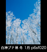 冬の世界自然遺産「白神山地」青空を背景に氷結して真っ白なブナの林　縦　1月　p6sf020