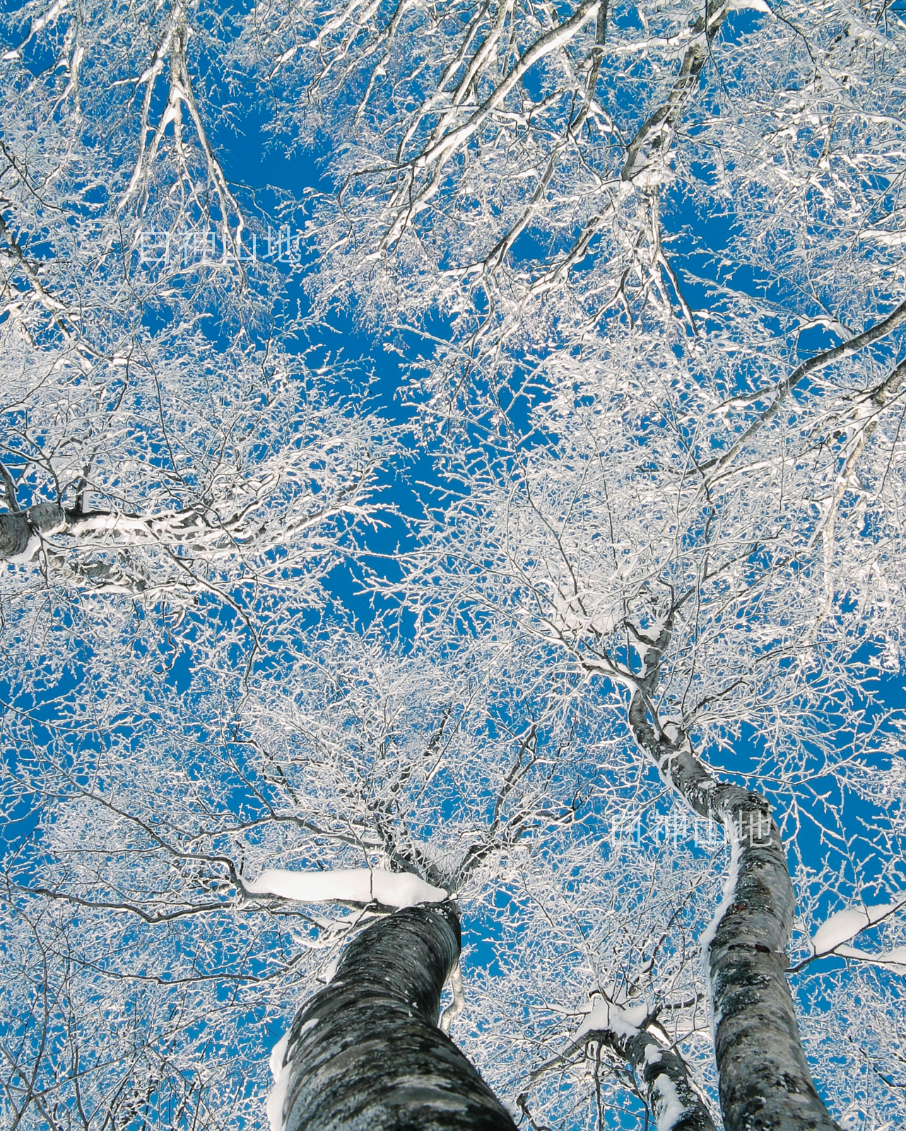 冬の世界自然遺産「白神山地」青空を背景に氷結して真っ白なブナの大木　1月　p6sf021