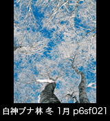 冬の世界自然遺産「白神山地」青空を背景に氷結して真っ白なブナの大木　1月　p6sf021