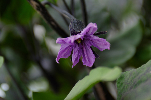 ナスの花 画像2 フリー写真素材