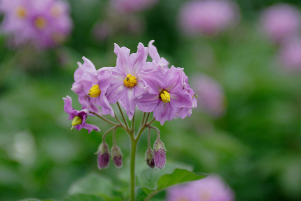ジャガイモの花 画像1 野菜の花 無料写真素材  
