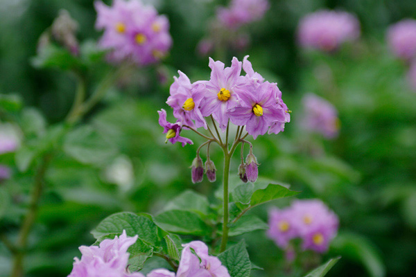 ジャガイモの花 画像2 野菜の花 フリー写真素材 