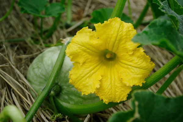 かぼちゃの花 画像1 野菜の花 無料写真素材 