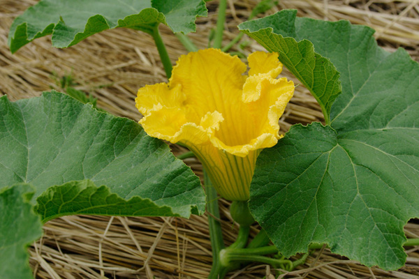 かぼちゃの花 画像1 野菜の花 フリー写真素材 