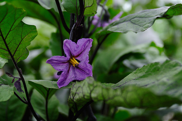 ナスの花 画像3 野菜の花 無料写真素材 フリー