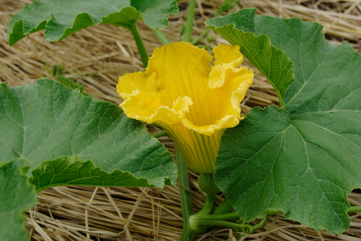 yas1-1384　かぼちゃの花