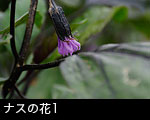 ナスの花1