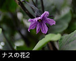 ナスの花2