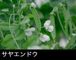 サヤエンドウ
