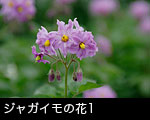 ジャガイモの花1