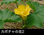 カボチャの花2