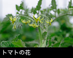 トマトの花2