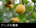 アンズの果実
