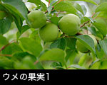 ウメの果実1