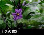 ナスの花3